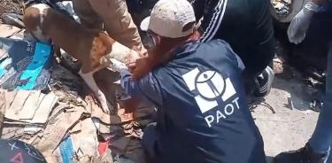 Rescatan a 12 perros abandonados en dos inmuebles de Iztapalapa