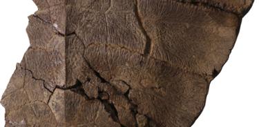 Una parte del fósil de tortuga hallado en la costa Caribe de Panamá.