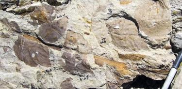 Fósiles de hojas en rocas del Paleoceno temprano del sitio Mexican Hat en Montana.