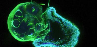 La foto muestra una etapa larvaria de plánula temprana de la anémona de mar Aiptasia (núcleos cian y células urticantes verdes) que se alimenta de un nauplio de crustáceo (verde) del copépodo Tisbe sp.