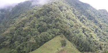Bosque mesófilo en el municipio de Tapalapa, Chiapas.