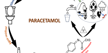 El ciclo del paracetamol.