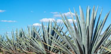 Agaves.