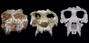 De izquierda a derecha, el cráneo de Pierolapithecus poco después del descubrimiento, después de la preparación inicial y después de la reconstrucción virtual.