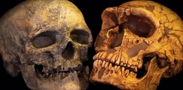 El equipo de UNIGE analizó la distribución de la porción de ADN heredada de los neandertales en los genomas de los humanos (Homo sapiens) durante los últimos 40.000 años.