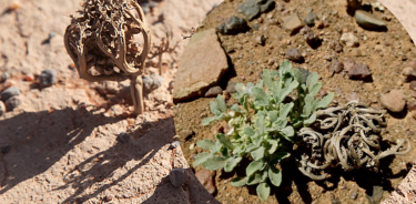 La planta de “la resurrección o de Jericó”