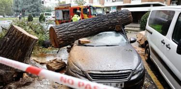 Un tronco de un árbol sobre un coche, efecto en Madrid del fuerte viento provocado por Ciarán