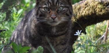 Gato en la naturaleza.