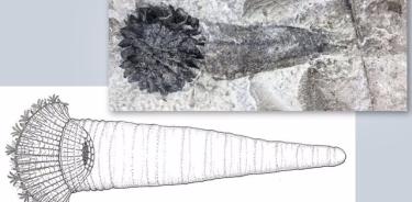 Abajo a la izquierda, una reconstrucción de Rotaciurca superb, también conocida como la Rueda de Ezequiel. Arriba a la derecha, un espécimen fósil de Rotaciurca superbus..