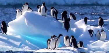 Pingüinos Adelia sobre el hielo marino estacional en la Antártida.