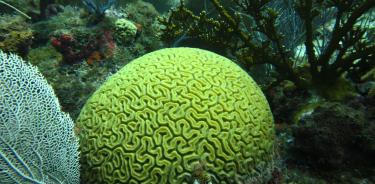 Paisaje arrecifal con coral cerebro Diploria labyrinthiformis en el centro.