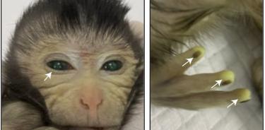 Imagen de una cría de macaco cangrejero tres días después de su nacimiento con muestras de las señales de fluorescencia verde en diferentes partes del cuerpo.