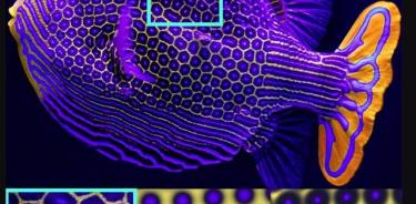 Un macho de pez cofre adornado (Aracana ornata). Abajo a la izquierda: un primer plano del patrón hexagonal natural del pez.