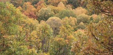 Un bosque.