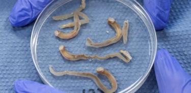 Juveniles de almeja desnuda en una placa de Petri.