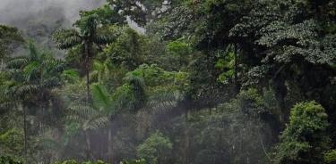 Bosque tropical húmedo.