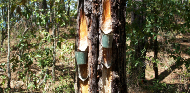 Caras vivas en Pinus leiophylla Schldtl. & Cham para el aprovechamiento de resina.