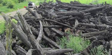 Restos de tejos muertos hace 4 mil  años en los pantanos del este de Inglaterra.