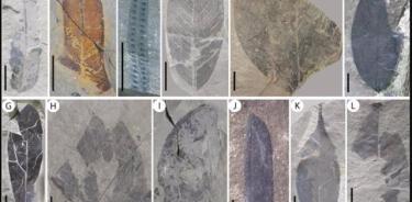 Un tesoro de nuevos fósiles recompone la flora ancestral en Vietnam.