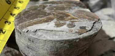 Una muestra central de sedimentos de aproximadamente 201 millones de años de antigüedad que muestra el caparazón de un animal que vivió en el fondo marino poco después de la extinción masiva global del Triásico-Jurásico.