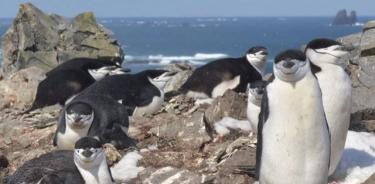 Los pingüinos de barbijo que anidan en un entorno peligroso duermen grandes cantidades de sueño a través de miles de episodios de microsueños de segundos de duración.