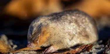 El ADN electrónico ayudó a confirmar que el topo dorado de De Winton aún vive en las playas de Sudáfrica.