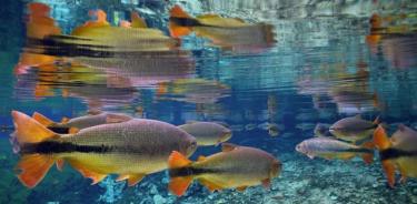 Una nueva evaluación encuentra que el 25% de los peces de agua dulce están en riesgo de extinción, y al menos el 17% de las especies de peces de agua dulce amenazadas se ven afectadas por el cambio climático.

El salmón del Atlántico ha sido incluido en la Lista Roja mundial de especies amenazadas publicada por la Unión Internacional para la Conservación de la Naturaleza (UICN).

POLITICA INVESTIGACIÓN Y TECNOLOGÍA
MICHEL ROGGO