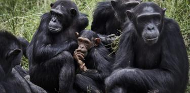 Chimpancés.