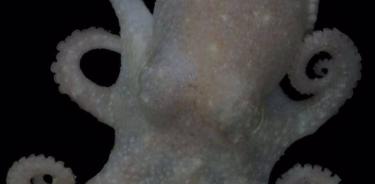 Los pulpos de Turquet ponen huevos relativamente pocos, pero grandes, en el fondo del fondo marino, lo que significa que los padres deben hacer un gran esfuerzo para garantizar que sus crías eclosionen.