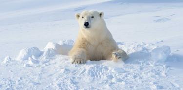 Los osos polares tienen un pelaje que tiene un núcleo poroso encapsulado en un caparazón denso.