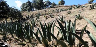 En Santa Ana Tlacotenco son ocho productores de pulque.