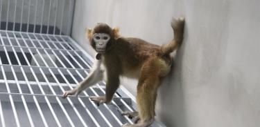 El mono rhesus clonado con células somáticas tomada a los 17 meses.