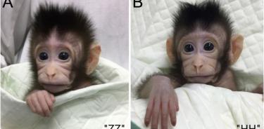 El mono clonado.