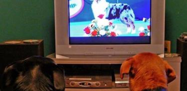 El contenido de vídeo con animales es el más atractivo para los perros, siendo otros perros, con diferencia, los temas más interesantes de ver.
