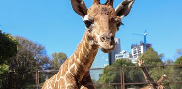 Nuevo ejemplar de jirafa nacido en el Zoológico de Chapultepec