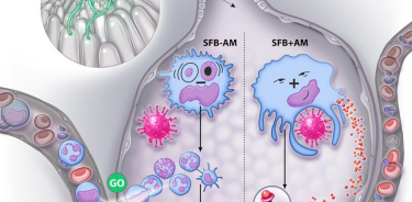 Ejemplo de la composición de la microbiota intestinal que dicta cómo los macrófagos alveolares (MA) residentes del pulmón responden a la infección viral.