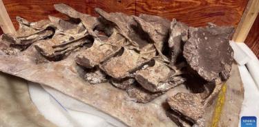 Esta foto tomada el 30 de enero de 2024 muestra huesos fósiles de Gandititan cavocaudatus.