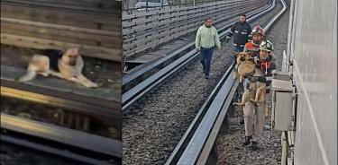 Rescatan a perrito que de encontraba en las vías del Metro