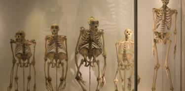 Cambios en el esqueleto humano debido al bipedismo.