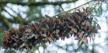 Las colonias más grandes de esta temporada se detectaron fuera de la Reserva de la Biósfera de la Mariposa Monarca.