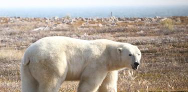 Vista de un ejemplar de oso polar (Ursus maritimus) en tierra en la región occidental de la bahía de Hudson, Canadá.