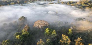 Vista aérea del río Amônia y la selva amazónica en Yurua, Ucayali, Perú