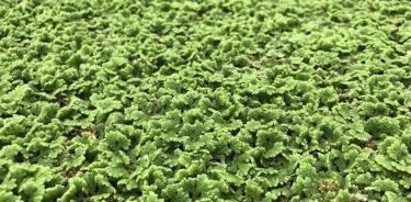 La azolla caroliniana iene un excelente potencial para su uso como cultivo de rápido crecimiento y de temporada corta que requiere insumos, mantenimiento y procesamiento mínimos.
