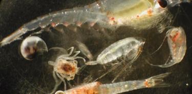 Antiguos fósiles de zooplancton como estos se utilizaron en un estudio de la Universidad de Kansas  para demostrar que las especies más antiguas tienen algunas protecciones contra la extinción de las que podrían carecer las especies más jóvenes.