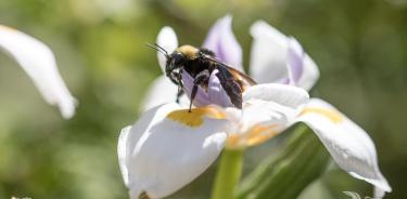 Para evitar la extinción del abejorro de Crotch y otros polinizadores de Baja California, CICESE propone a los agricultores mantener la flora nativa.