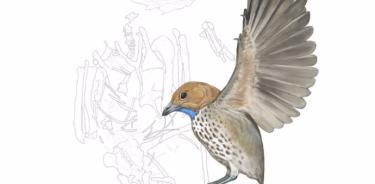 Ilustración que muestra el esqueleto fósil de Imparavis attenboroughi, junto con una reconstrucción del ave en vida.
