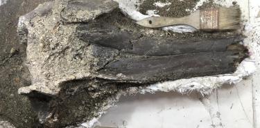 Vista de los restos faciales óseos de una nueva especie de delfín gigante que vivió hace 16 millones de años.