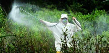 En México se utilizan alrededor de 2.6 millones de litros de glifosato al año, de acuerdo con Conahcyt. Es 