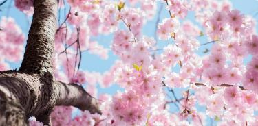 El cambio climático está provocando que los cerezos en Japón florezcan cada vez más temprano