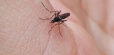 Mosquito Aedes albopictus alimentándose de sangre humana.